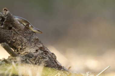 Sun Skink ( Mabuya multifasciata). Java, Endonezya