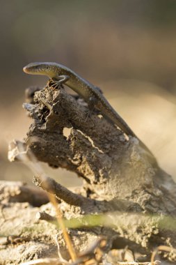 Sun Skink ( Mabuya multifasciata). Java, Endonezya