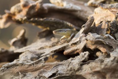 Sun Skink ( Mabuya multifasciata). Java, Endonezya