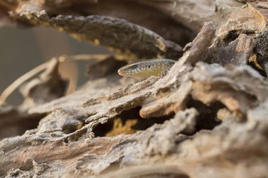 Sun Skink ( Mabuya multifasciata). Java, Endonezya