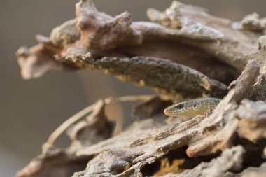 Sun Skink ( Mabuya multifasciata). Java, Endonezya