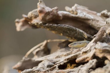 Sun Skink ( Mabuya multifasciata). Java, Endonezya