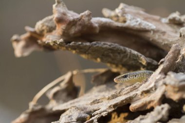 Sun Skink ( Mabuya multifasciata). Java, Endonezya