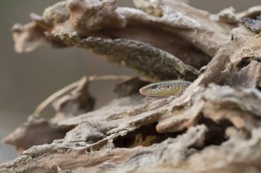 Sun Skink ( Mabuya multifasciata). Java, Endonezya