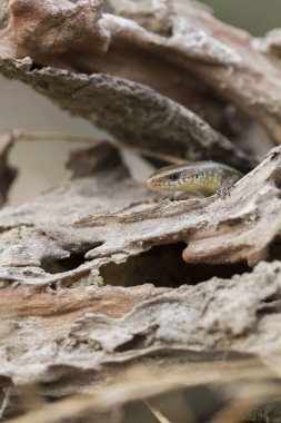 Sun Skink ( Mabuya multifasciata). Java, Endonezya