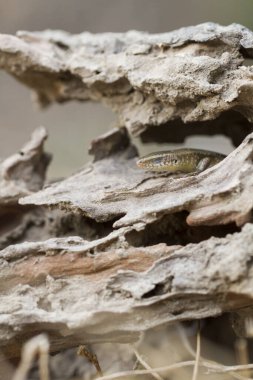 Sun Skink ( Mabuya multifasciata). Java, Endonezya