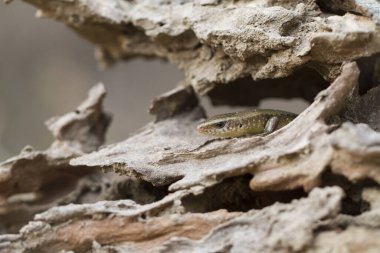 Sun Skink ( Mabuya multifasciata). Java, Endonezya