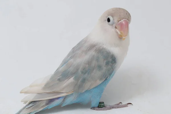 Agapornis Fischeri Tortolito Aislado Sobre Fondo Blanco — Foto de Stock