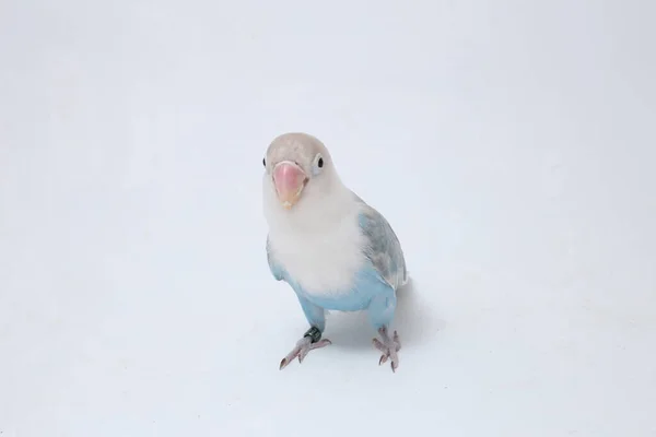 Agapornis Fischeri Tourtereau Isolé Sur Fond Blanc — Photo