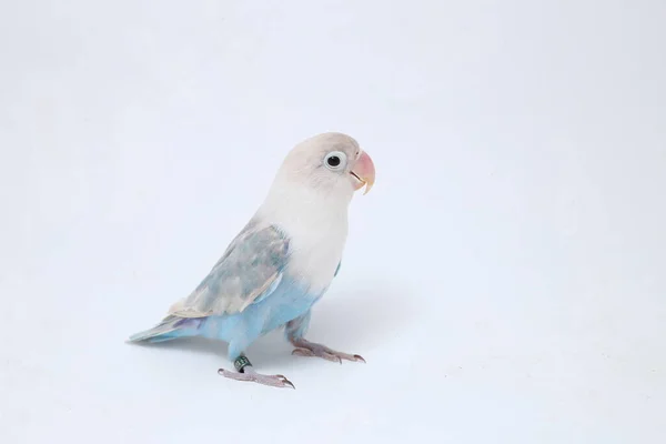 Agapornis Fischeri Lovebird Απομονωμένο Στο Λευκό Φόντο — Φωτογραφία Αρχείου