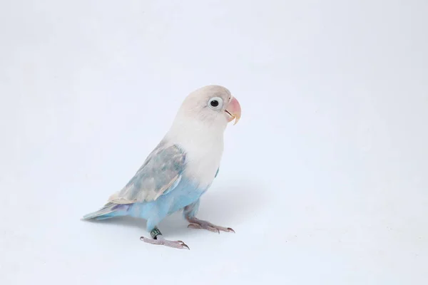 Agapornis Fischeri Tourtereau Isolé Sur Fond Blanc — Photo