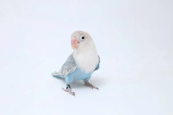 Agapornis Fischeri Tortolito Aislado Sobre Fondo Blanco —  Fotos de Stock