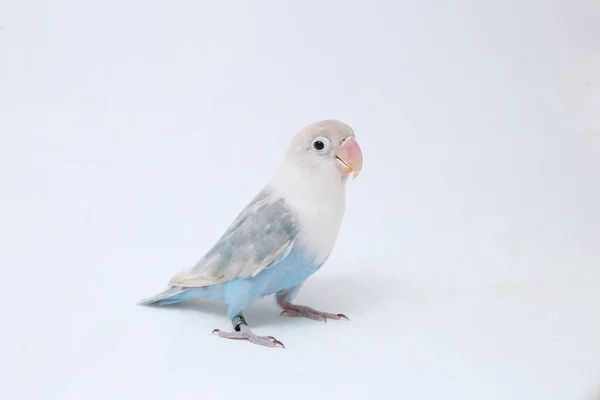Agapornis Fischeri Lovebird Απομονωμένο Στο Λευκό Φόντο — Φωτογραφία Αρχείου
