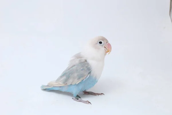 Agapornis Fischeri Tortolito Aislado Sobre Fondo Blanco —  Fotos de Stock