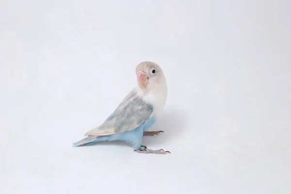 Agapornis Fischeri Lovebird Isolated White Background — Stock Photo, Image