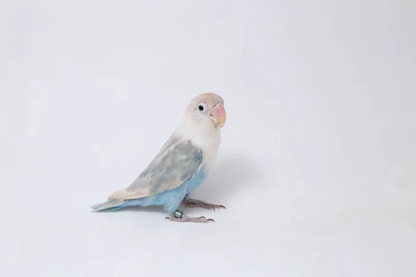 Agapornis Fischeri Lovebird Ізольовані Білому Тлі — стокове фото