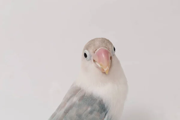 Agapornis Fischeri Love Bird Isolated White Background — 图库照片