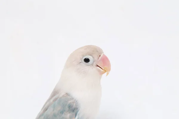 Agapornis Fischeri Tourtereau Isolé Sur Fond Blanc — Photo