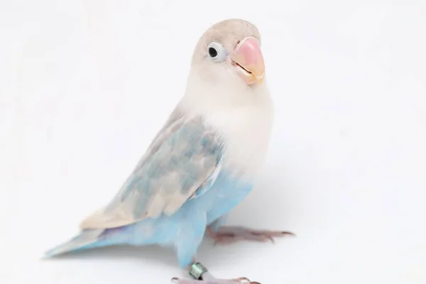 Agapornis Fischeri Tortolito Aislado Sobre Fondo Blanco —  Fotos de Stock