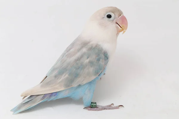 Agapornis Fischeri Tortolito Aislado Sobre Fondo Blanco —  Fotos de Stock