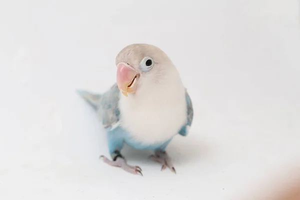 Agapornis Fischeri Tortolito Aislado Sobre Fondo Blanco —  Fotos de Stock