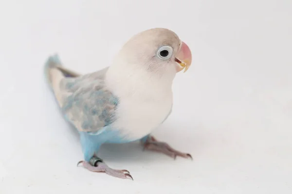 Agapornis Fischeri Lovebird Elszigetelt Fehér Alapon — Stock Fotó