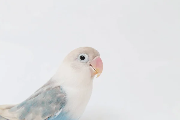 Agapornis Fischeri Pombo Isolado Fundo Branco — Fotografia de Stock