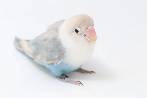 Agapornis Fischeri Lovebird Isolated White Background — Stock Photo, Image