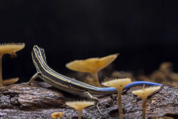 蓝尾鱼 Emoia Caeruleocauda 通常被称为太平洋蓝尾鱼 Pacific Blue Tail Skink 是蓝尾鱼科的一种蜥蜴 — 图库照片