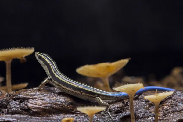 Emoia Caeruleocauda 青い尾の皮 は太平洋の青い尾の皮として一般的に知られており 科のトカゲの一種です — ストック写真