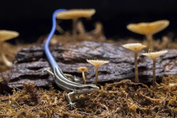 Emoia Caeruleocauda Blue Tailed Skink Allmänt Känd Som Pacific Bluetail — Stockfoto