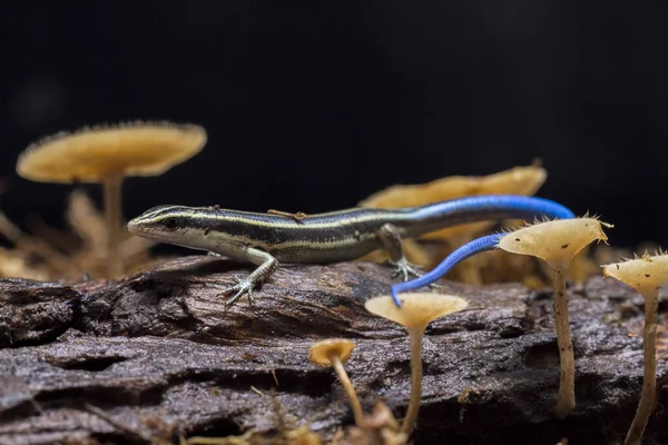 蓝尾鱼 Emoia Caeruleocauda 通常被称为太平洋蓝尾鱼 Pacific Blue Tail Skink 是蓝尾鱼科的一种蜥蜴 — 图库照片