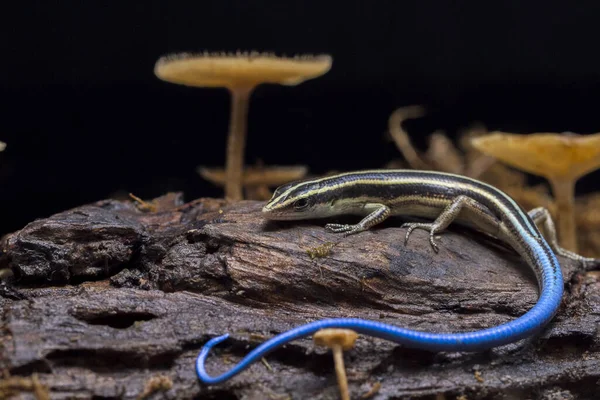 Emoia Caeruleocauda Blue Tailed Skink Comunemente Noto Come Pacific Bluetail — Foto Stock