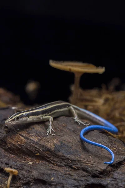 Emoia Caeruleocauda Uma Espécie Lagarto Família Scincidae — Fotografia de Stock