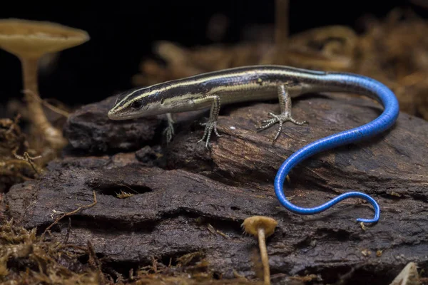 Emoia Caeruleocauda Også Kjent Som Pacific Bluetail Skink Art Øgle – stockfoto