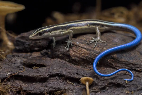 Emoia Caeruleocauda 青い尾の皮 は太平洋の青い尾の皮として一般的に知られており 科のトカゲの一種です — ストック写真