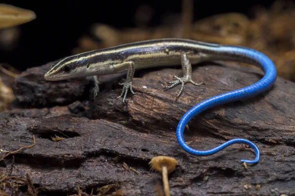 Emoia Caeruleocauda Blue Tailed Skink Comunemente Noto Come Pacific Bluetail — Foto Stock