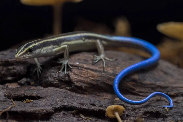 Emoia Caeruleocauda Blue Tailed Skink Comunemente Noto Come Pacific Bluetail — Foto Stock