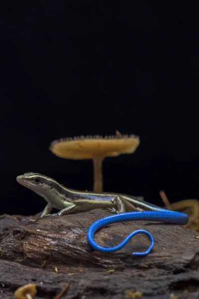 Emoia Caeruleocauda Uma Espécie Lagarto Família Scincidae — Fotografia de Stock