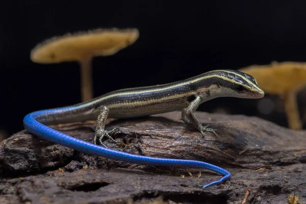 Emoia Caeruleocauda Blue Tailed Skink Comunemente Noto Come Pacific Bluetail — Foto Stock