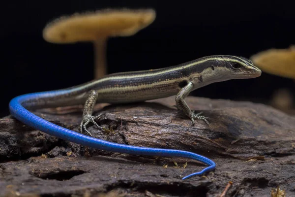 Emoia Caeruleocauda Blue Tailed Skink Umumnya Dikenal Sebagai Pacific Bluetail Stok Foto C Dwiputra18 Gmail Com 364822998