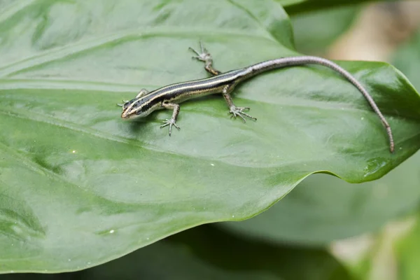 Emoia Caeruleocauda Una Especie Lagarto Familia Scincidae Orden Los Perciformes —  Fotos de Stock