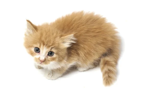 Hermoso Mixto Doméstico Gato Naranja Posiciones Divertidas Retrato Animal Aislado —  Fotos de Stock