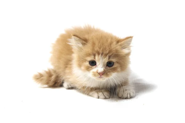 Belo Gato Laranja Doméstico Misto Posições Engraçadas Retrato Animal Isolado — Fotografia de Stock