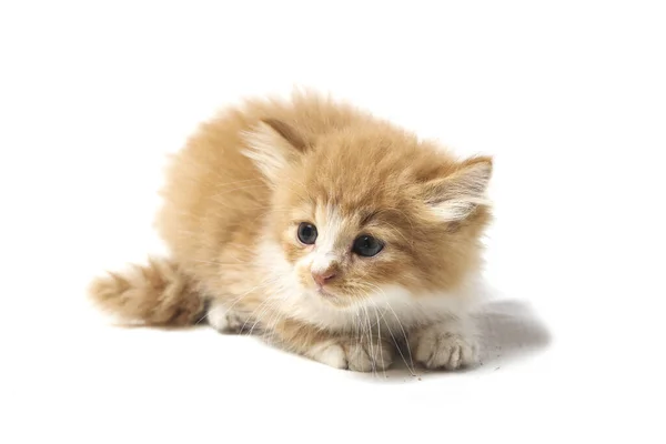 Belo Gato Laranja Doméstico Misto Posições Engraçadas Retrato Animal Isolado — Fotografia de Stock