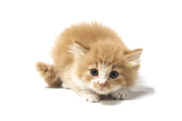 Belo Gato Laranja Doméstico Misto Posições Engraçadas Retrato Animal Isolado — Fotografia de Stock