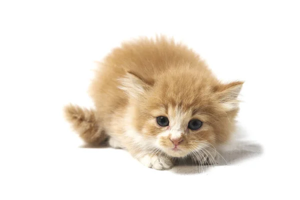 Μια Όμορφη Μικτή Εγχώρια Γάτα Πορτοκαλί Αστείες Θέσεις Ζωικό Πορτρέτο — Φωτογραφία Αρχείου