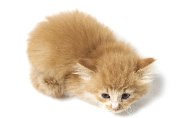 Belo Misto Doméstico Laranja Gato Posições Engraçadas Retrato Animal Isolado — Fotografia de Stock