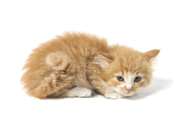 Eine Schöne Gemischte Orangefarbene Hauskatze Lustigen Positionen Tierporträt Isoliert Auf — Stockfoto