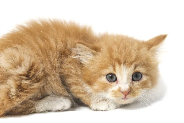 Μια Όμορφη Μικτή Εγχώρια Γάτα Πορτοκαλί Αστείες Θέσεις Ζωικό Πορτρέτο — Φωτογραφία Αρχείου